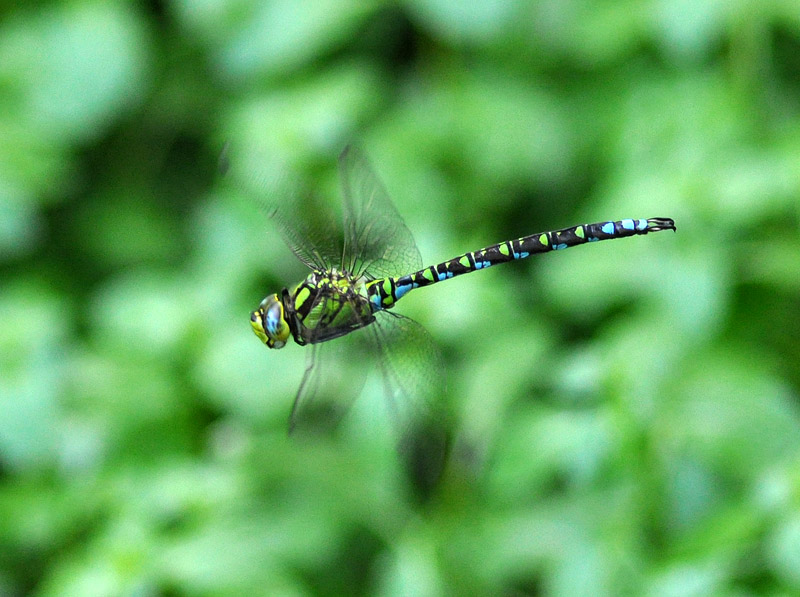 Tutte Aeshna cyanea